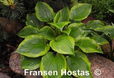 Hosta Prairie Magic