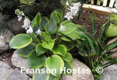 Hosta Prairie Magic