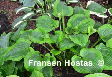 Hosta Prairie Magic