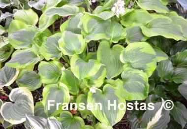 Hosta Prairie Magic