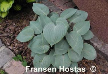 Hosta Prairie Sky