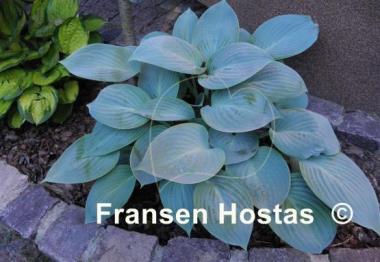 Hosta Prairie Sky