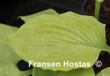 Hosta Prairie Sum Shine