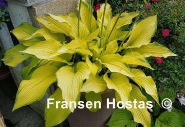 Hosta Prairie Sunset