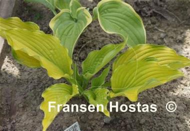 Hosta Prairie Sunset