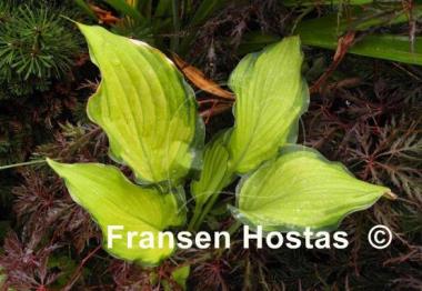 Hosta Prairie's Edge