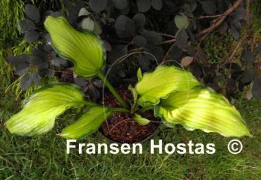 Hosta Prairie's Edge