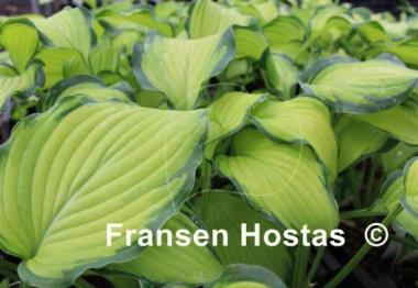 Hosta Prairie's Edge