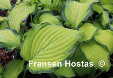 Hosta Prairie's Edge