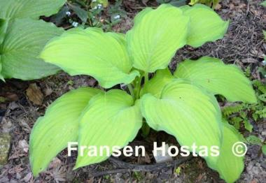 Hosta Prairie's Edge