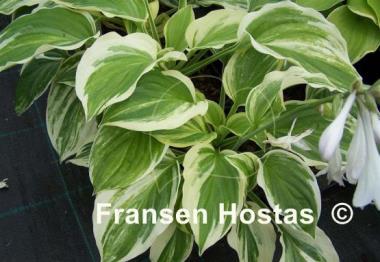 Hosta Praise Him