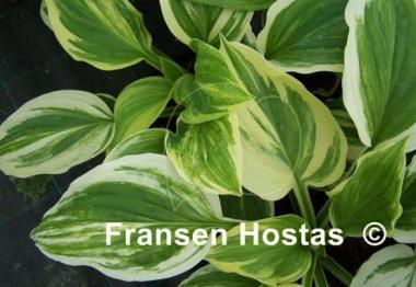 Hosta Praise Him