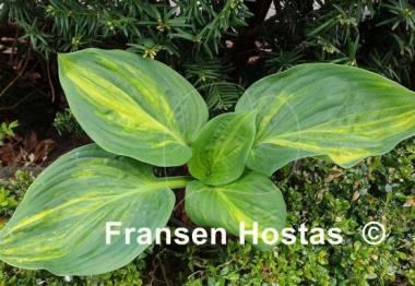 Hosta Praise Him