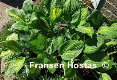 Hosta Praise Him