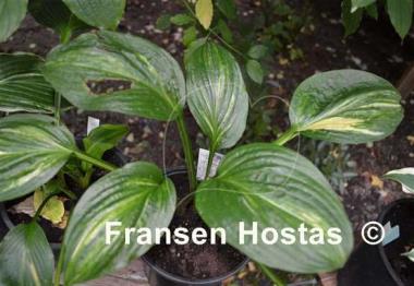 Hosta Praise Him