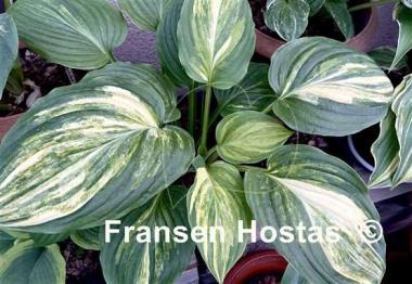 Hosta Praise Him