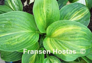 Hosta Praise Him