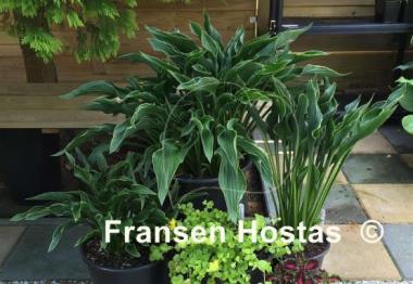 Hosta Praying Hands