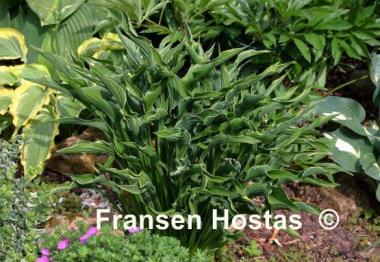 Hosta Praying Hands