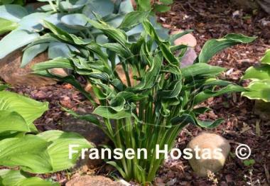 Hosta Praying Hands