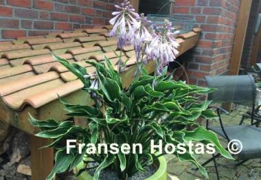 Hosta Praying Hands