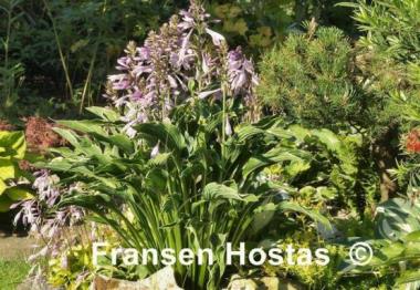 Hosta Praying Hands