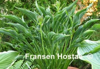 Hosta Praying Hands