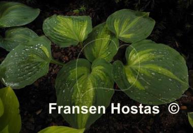 Hosta Prestige and Promise