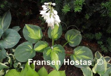 Hosta Prestige and Promise