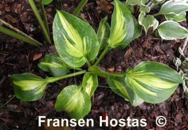 Hosta Prestige and Promise