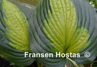 Hosta Prestige and Promise