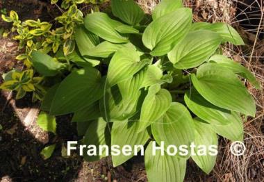 Hosta Pretty Flamingo