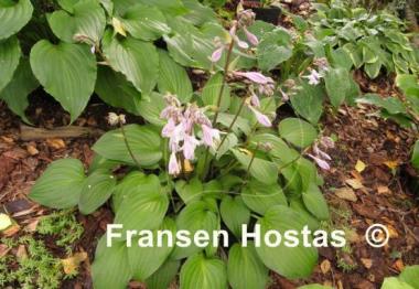 Hosta Pretty Flamingo