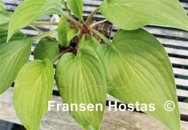 Hosta Pretty Flamingo