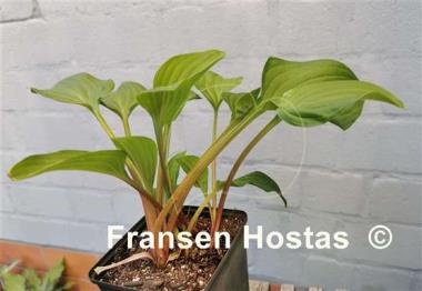 Hosta Pretty Flamingo