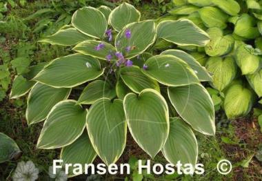 Hosta Prima Donna