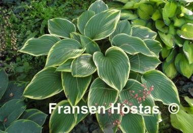 Hosta Prima Donna
