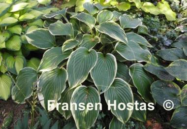 Hosta Prima Donna