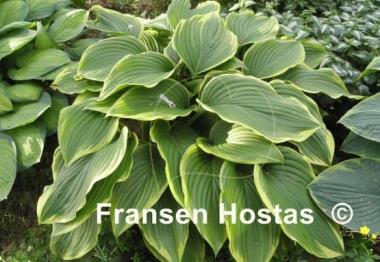 Hosta Prima Donna