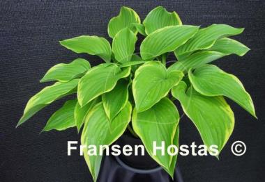 Hosta Prima Donna