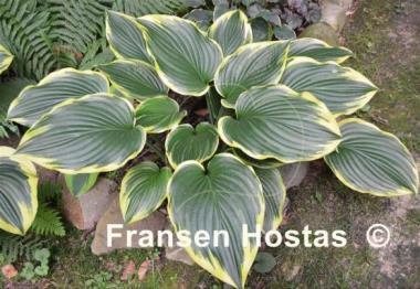 Hosta Prima Donna