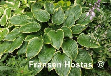Hosta Prima Donna