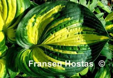 Hosta Prime Mark