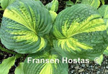 Hosta Prime Mark