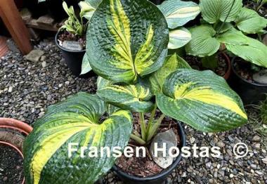 Hosta Prime Mark