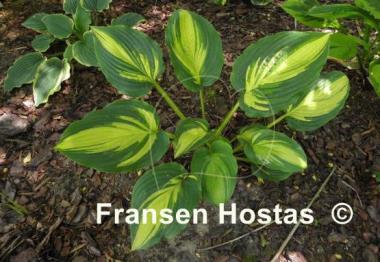 Hosta Prime Meridian