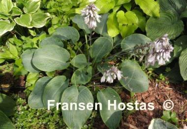 Hosta Prince of Wales