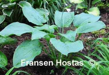 Hosta Prince of Wales