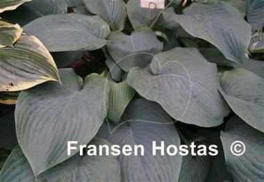 Hosta Prince of Wales