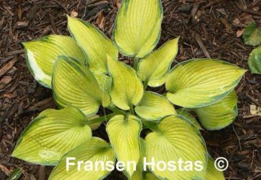 Hosta Princess Anastacia